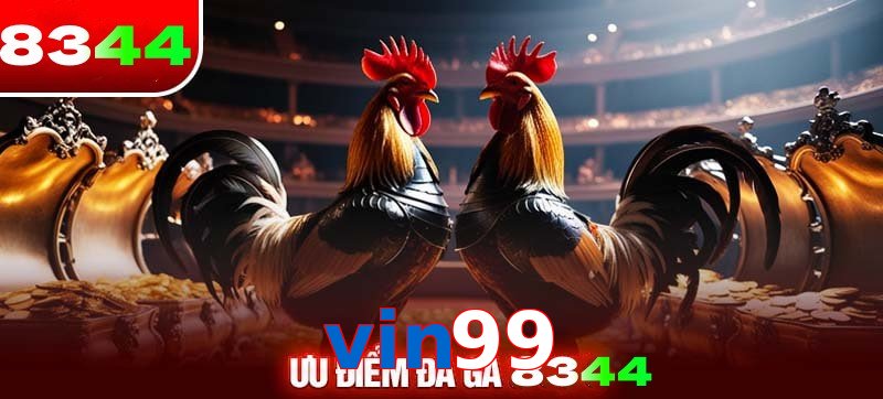 Thể loại đá gà vin99 được ưa chuộng